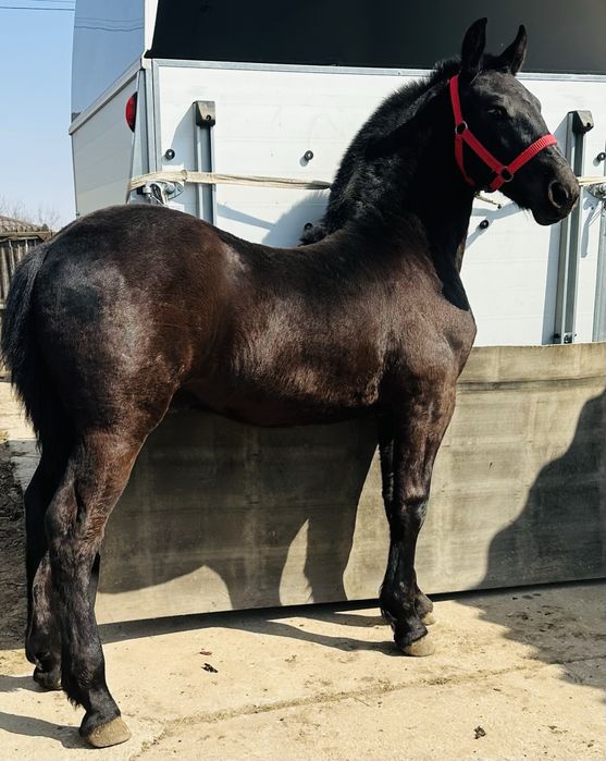 Disponibili 2 manji metis de frizian