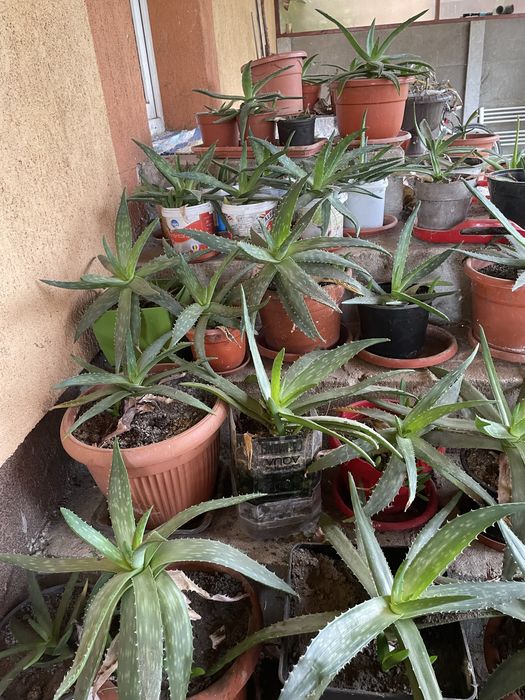 Plante Aloe Vera de diferite dimensiuni