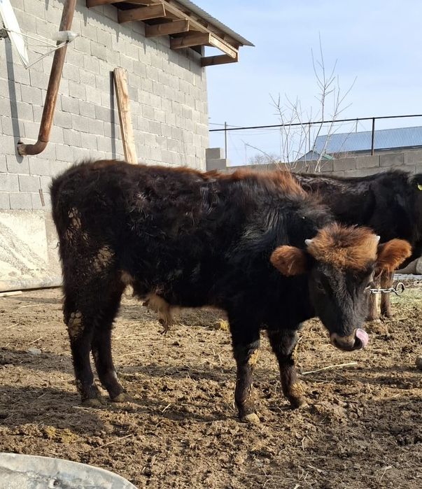 Бұқа сатылады еркек