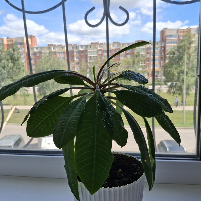 Продам молодой беложилковый