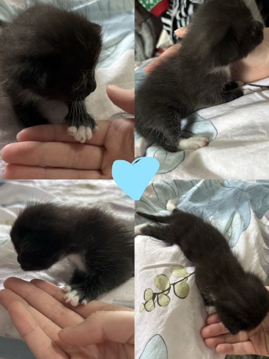 бронь чудесных котят