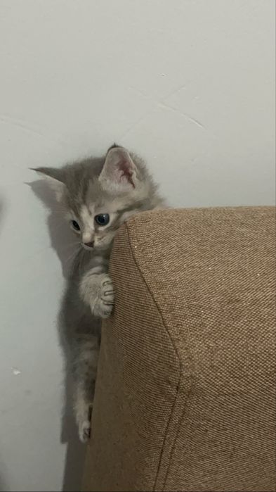 котенок бесплатно