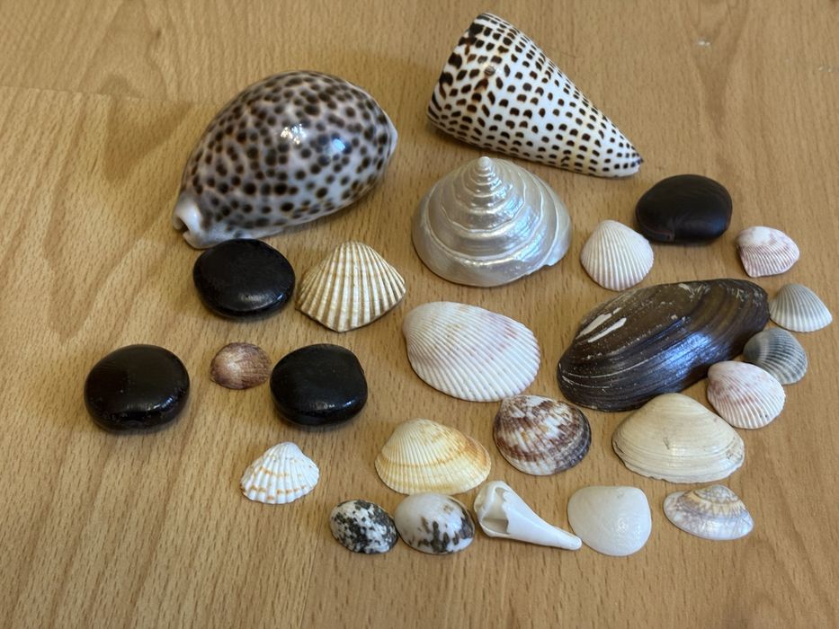 ракушки для аквариума или подделок