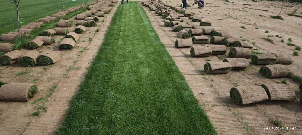 Газоны рулонные, поливная система, ландшафтный дизайн