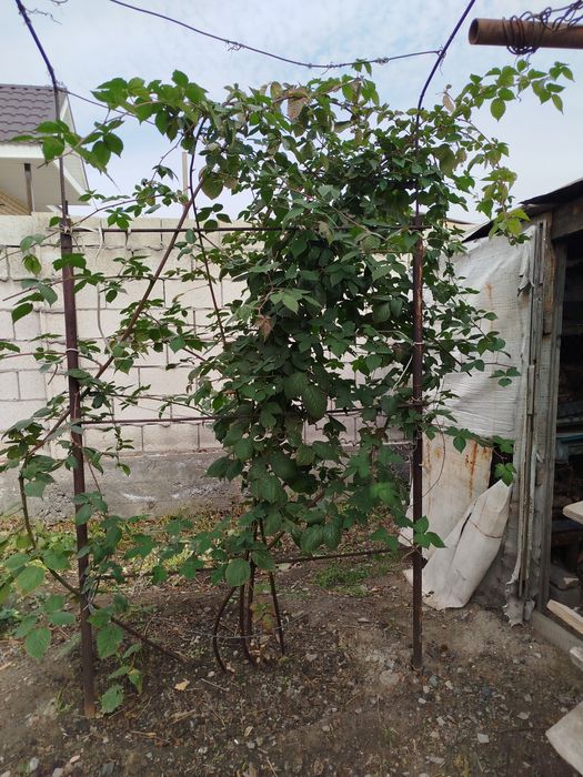 Ежемалина куст..