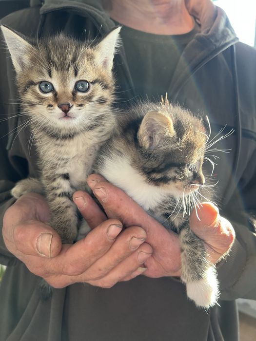 Котята в добрые руки !