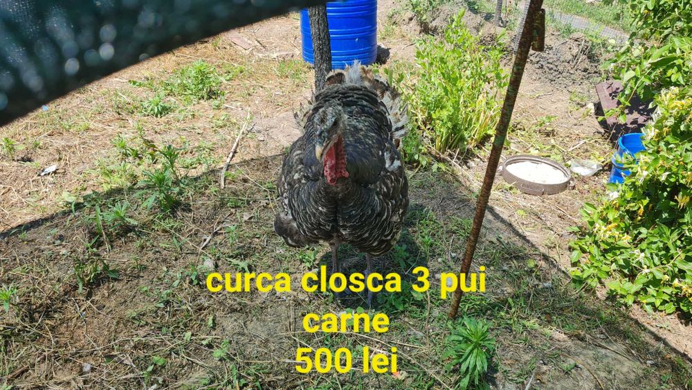 Curca closca cu 3 pui de gaina.