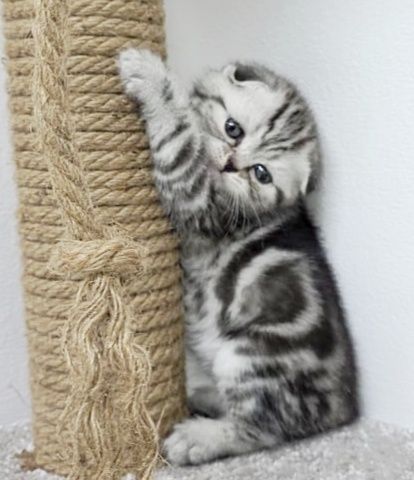 КоТик ШотЛандСкий ВисЛоуХий