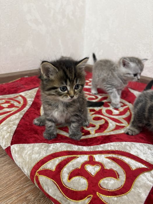 Котята ищут дома