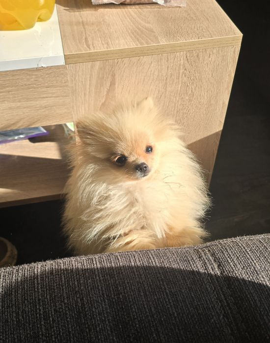 Спешно Продава се померанче на 5 месеца