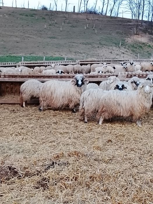 Vând 3 berbeci brezi