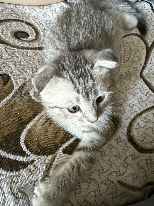 Продам котенка вислоухого