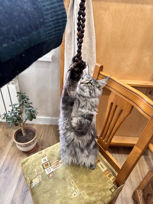 Игривый мейн кун