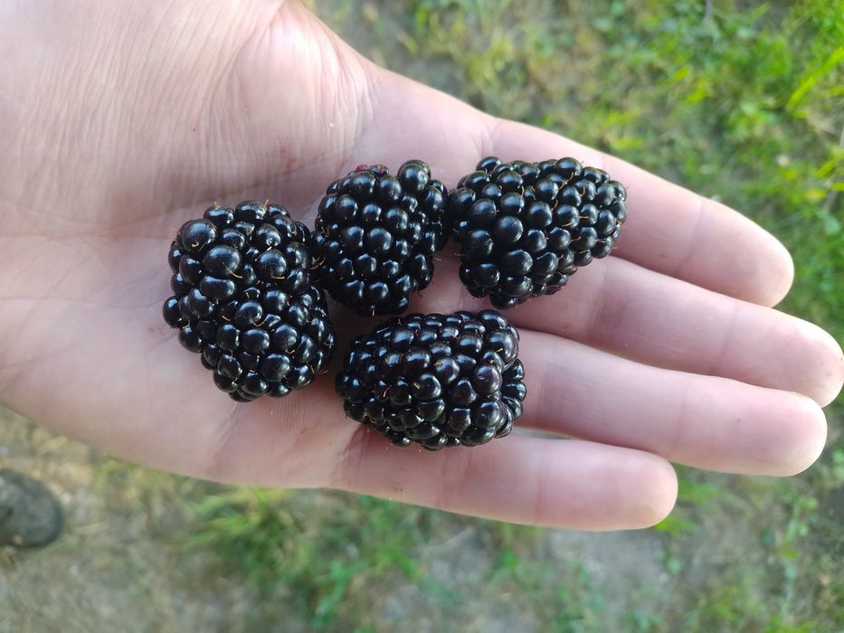 Mure proaspete de vânzare