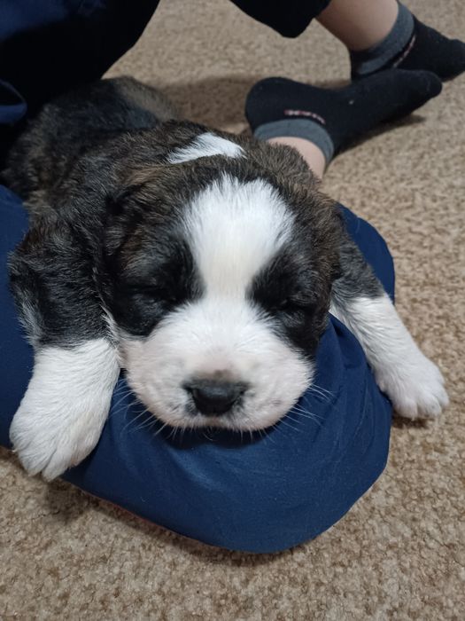 Щенок Алабая девочка