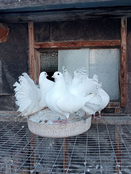 Голуби. павлины.