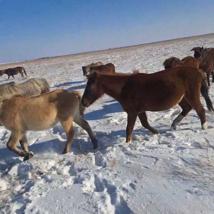 Кобыла жеребая, находится около г Кокшетау!