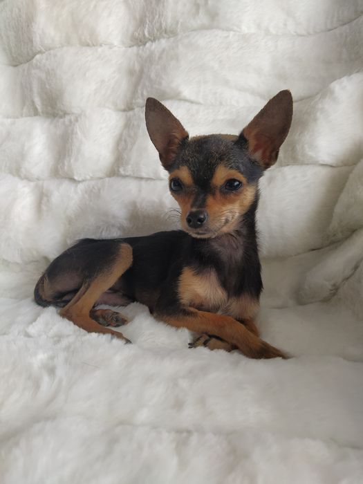 Вязка мини той терьера