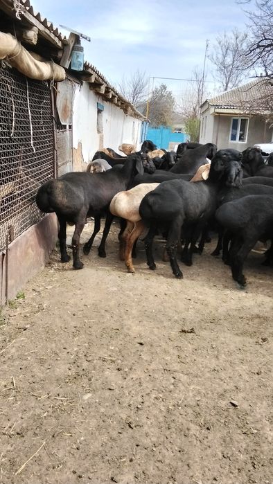 Продам кисарски токты кошкар