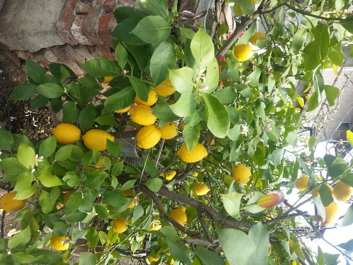 лимонови дръвчета