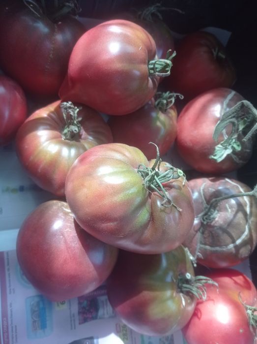 Продам помидоры домашние