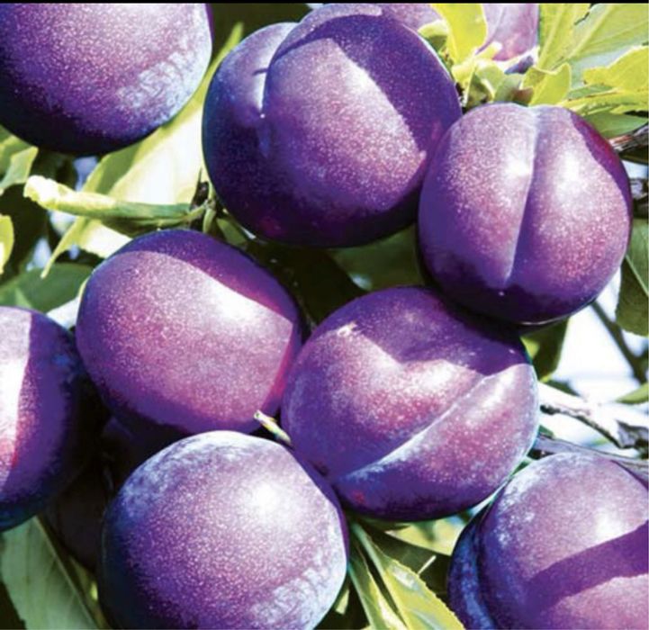 Pomi columnari pe rod