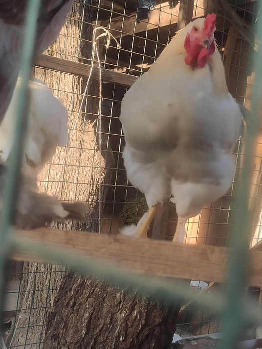 Продам молодых петушков
