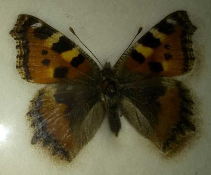 Fluture Morpho Anaxibia inramat