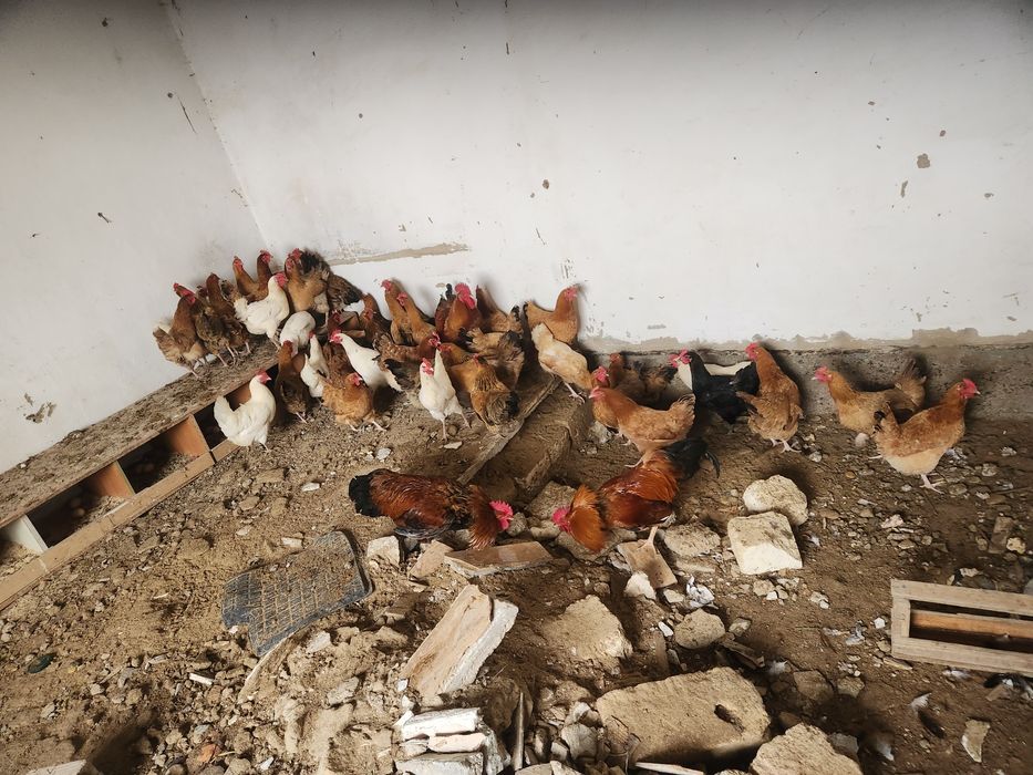 Кучин тауықтары сатылады