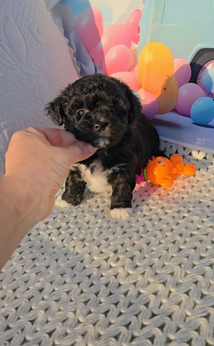 Малтипу /малтийска болонка и пудел тийкъп/