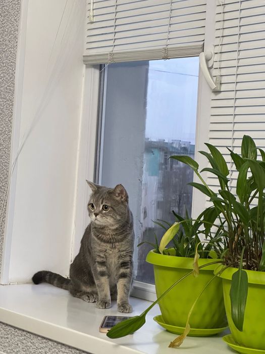 Кот британец короткошерстный