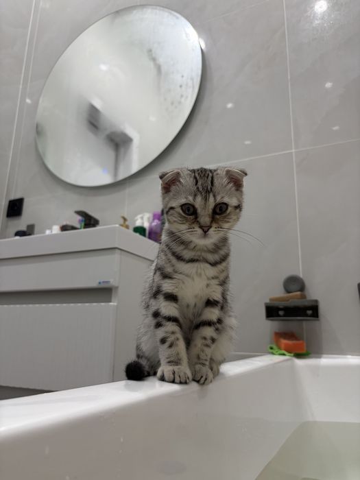 Продам кошечку шотланка