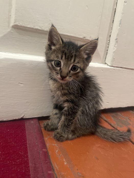 Маленькие котята
