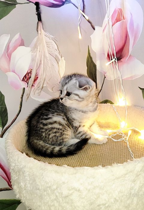 Продам девочку красотку!