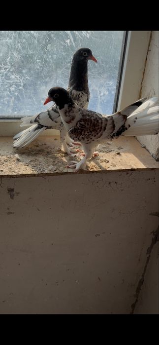 Широко хвостые голуби