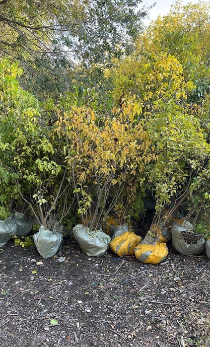 Саженцы сирень оптом