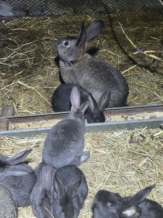 Продам кроликов...