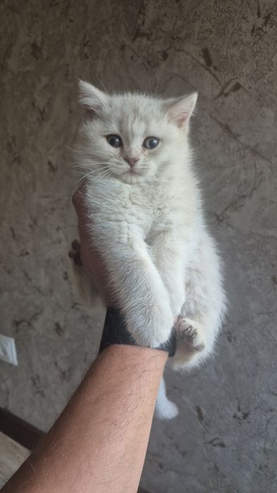 В продаже 2 котенка