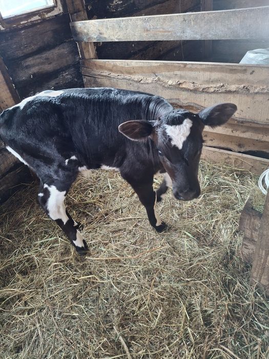 Теленок Бычок 15 дней