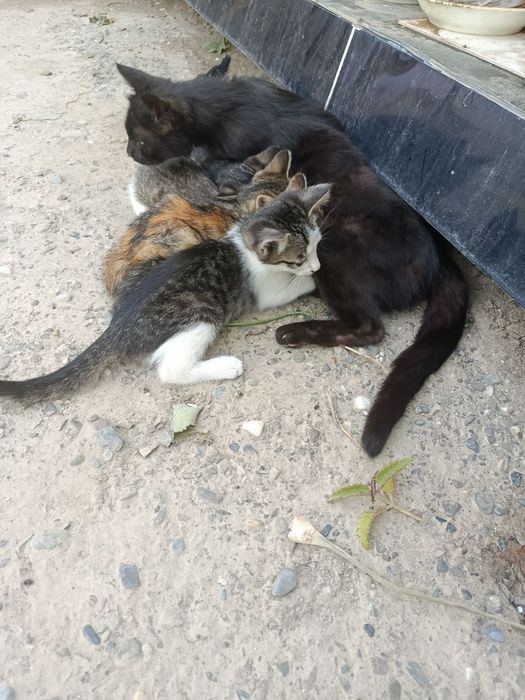 Котята в добрые руки