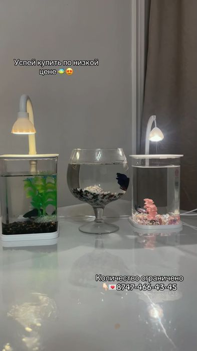 Аквариум   с рыбкой петушек .  + светильник