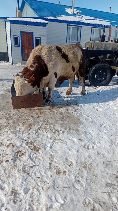 Бык производитель. Симментал.