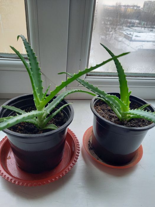 Комнатные растения алое