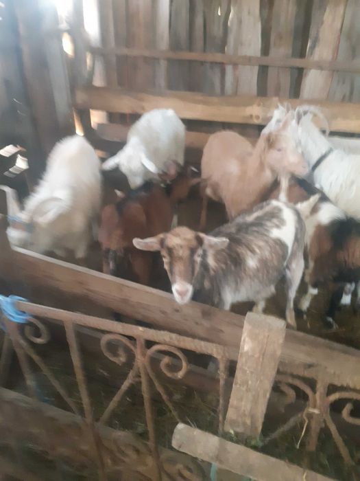 Opt capre de vanzare