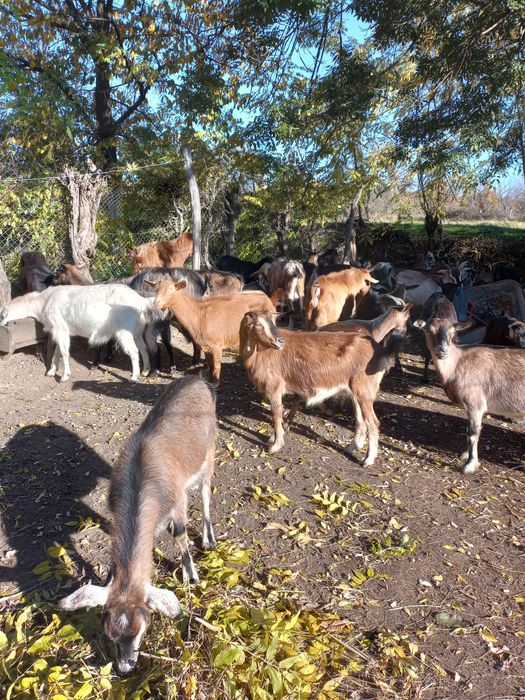 De Vânzare Capre gestante