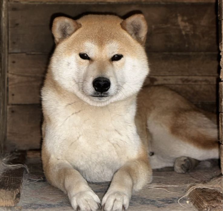 Сиба, кобель для вязки