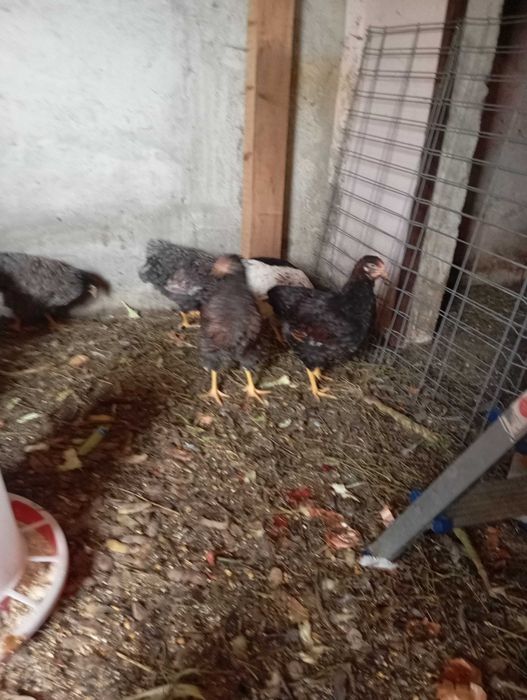 Vând 3 puicute Wiandote de 6 luni.