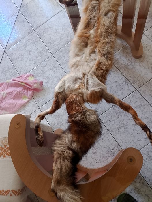 Лисича дамска яка