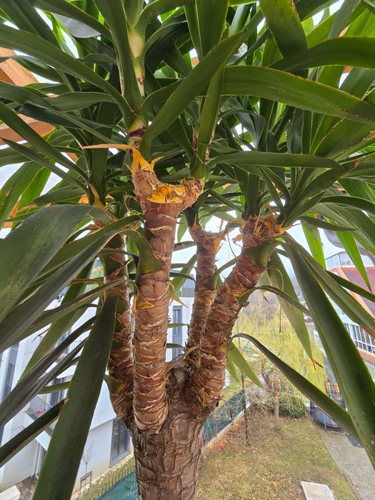 Палми Юка, МОДЕЛИРАНИ, студоустойчиви