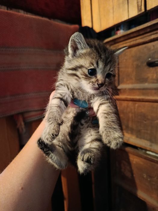 Отдам котят, в очень добрые руки.